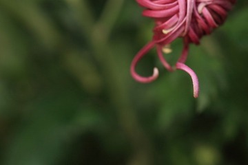 DPP_0255.JPG