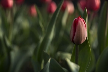 IMG_5286.jpg