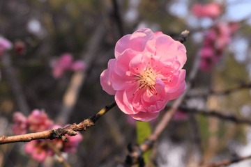 DSC01811 (1).jpg