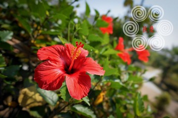 扶桑花.jpg