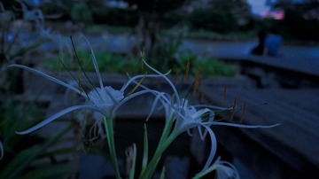 DSC07622.jpg