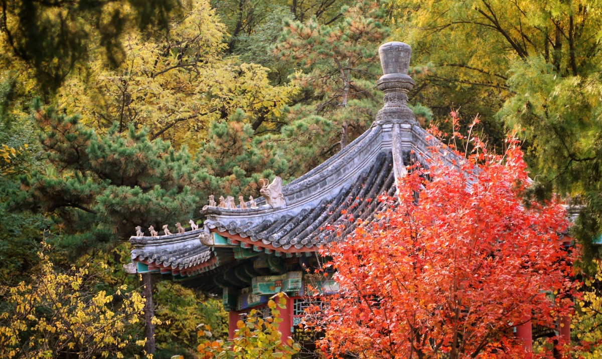 香山枫叶季2019收藏秋天