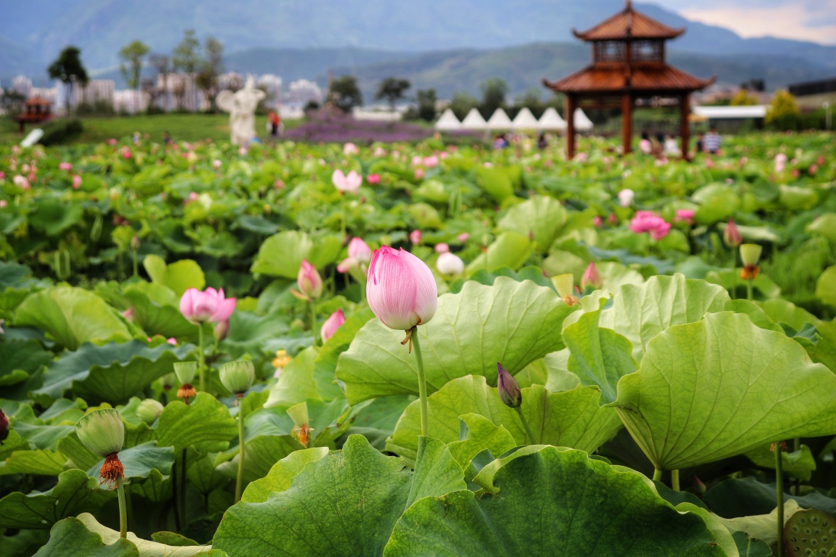 夏日荷花摄于云南玉溪澄江悦莲庄园