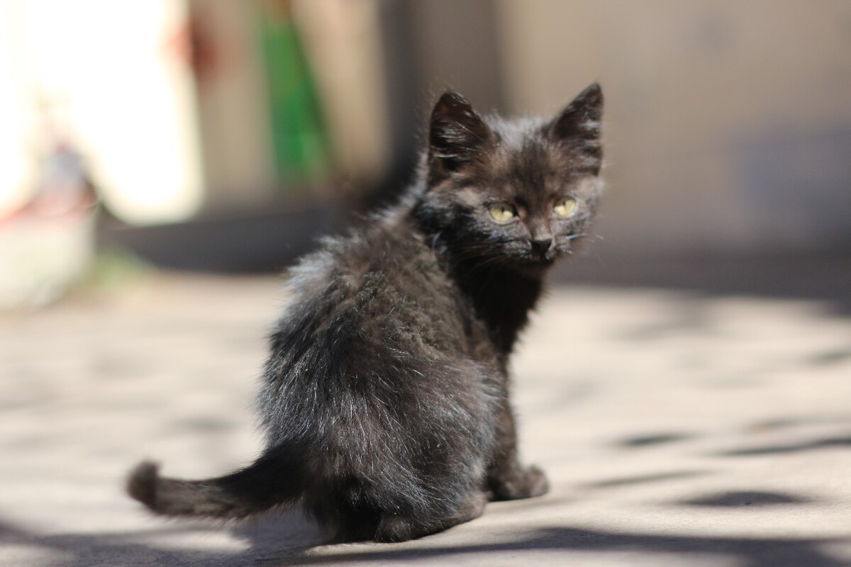 黑猫