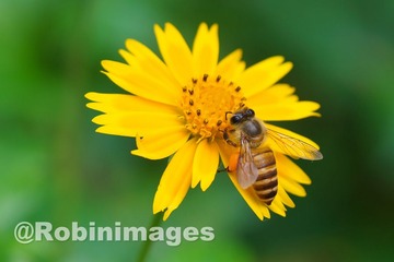 _DSC6681 150910