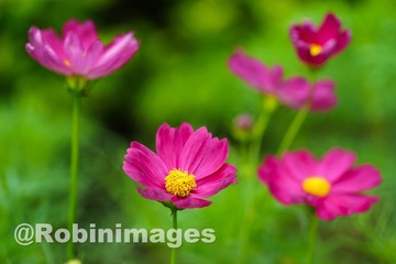 _DSC6731 150910