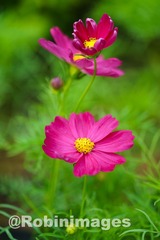 _DSC6733 150910