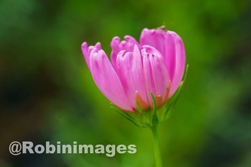 _DSC6737 150910