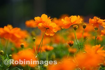 _DSC7088 150914