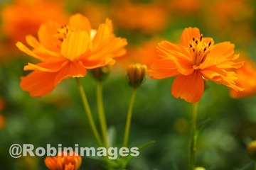_DSC7094 150914