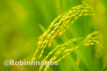 _DSC9340 151005