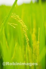 _DSC9356 151005