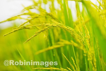 _DSC9385 151005
