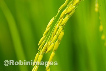 _DSC9388 151005