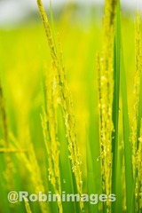_DSC9404 151005