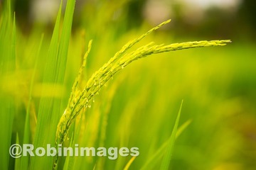 _DSC9417 151005