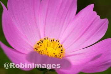 _DSC9499 151007