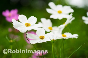 _DSC9519 151007