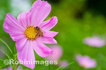 _DSC9538 151007