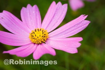 _DSC9590 151007
