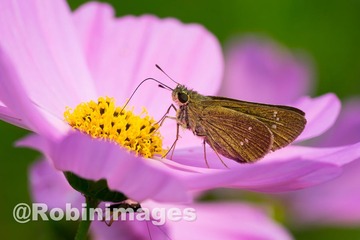 _DSC9628 151007