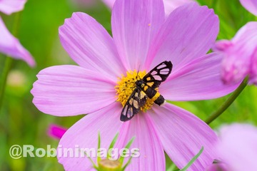 _DSC9655 151007