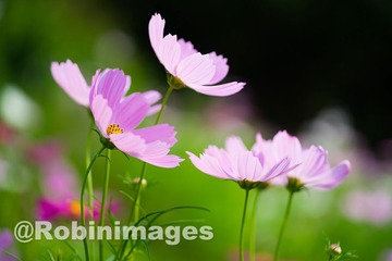 _DSC9672 151007