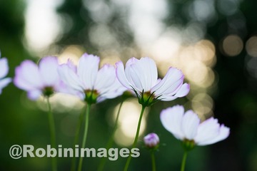 _DSC9703 151007