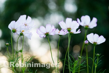 _DSC9706 151007