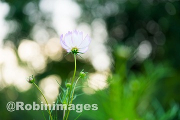 _DSC9709 151007