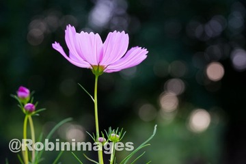 _DSC9725 151007