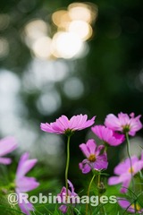 _DSC9728 151007