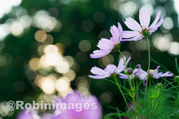 _DSC9754 151007