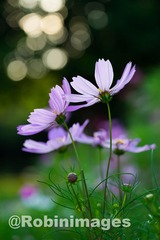 _DSC9759 151007