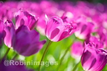 _DSC9607 160213