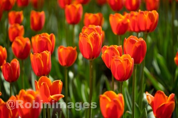 _DSC9635 160213