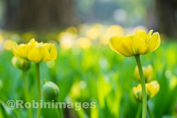 _DSC9711 160213