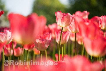 _DSC9781 160213