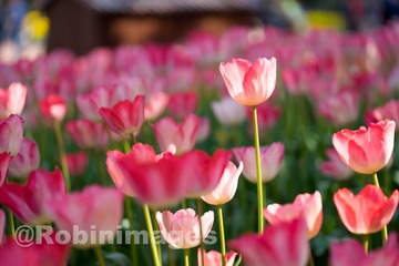 _DSC9799 160213