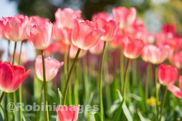 _DSC9811 160213