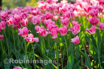 _DSC9831 160213