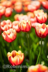 _DSC9841 160213