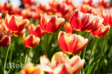 _DSC9858 160213