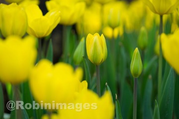 _DSC9647 160213