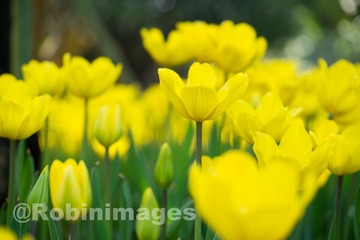 _DSC9650 160213