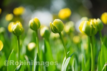 _DSC9698 160213