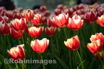 _DSC9863 160213