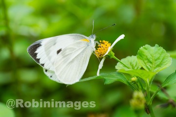 _DSC3583 160330