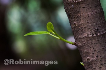 _DSC3775 160407