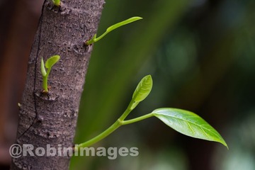 _DSC3792 160407